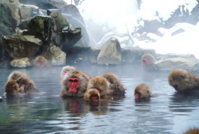 Jigokudani Monkey Park